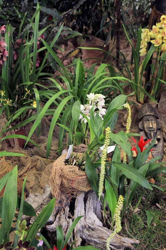 Orchideen in Nordhausen