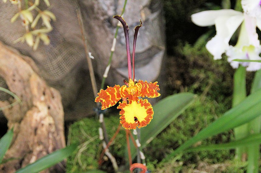 Orchideen in Nordhausen