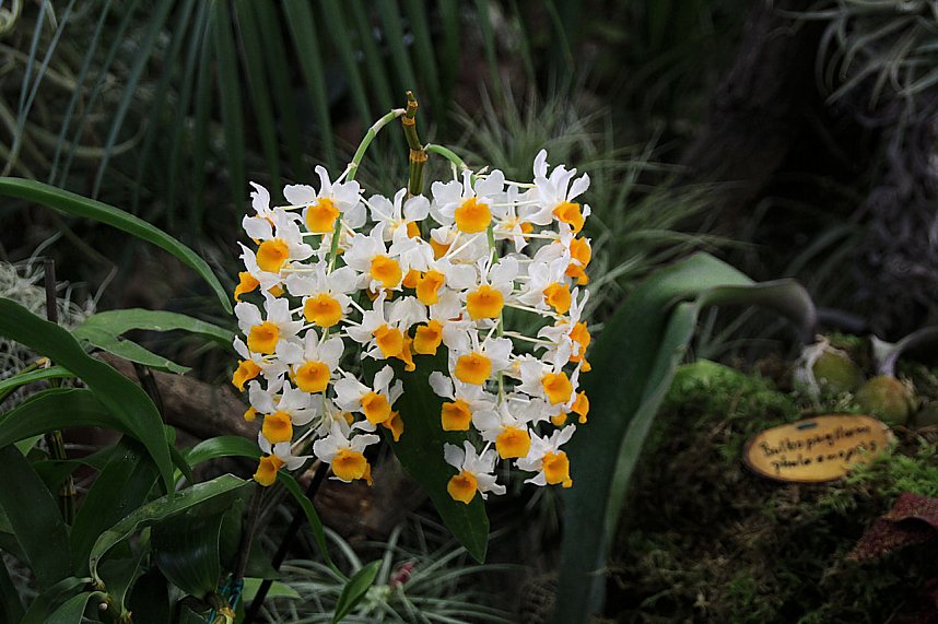 Orchideen in Nordhausen