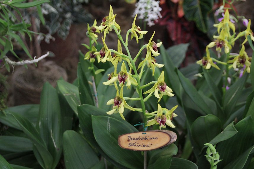 Orchideen in Nordhausen