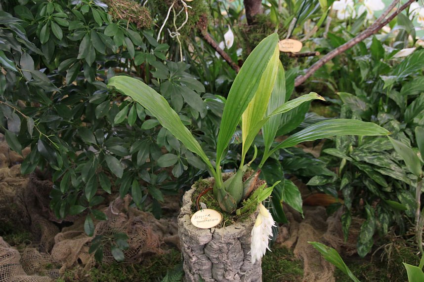 Orchideen in Nordhausen