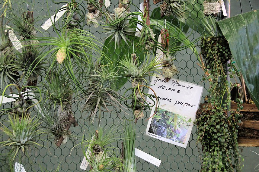 Orchideen in Nordhausen