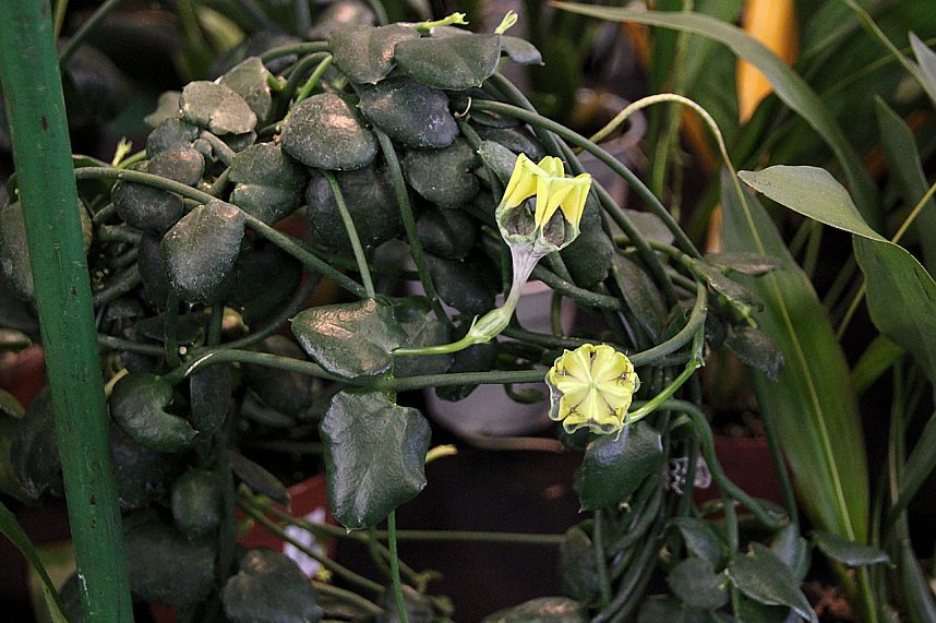 Orchideen in Nordhausen