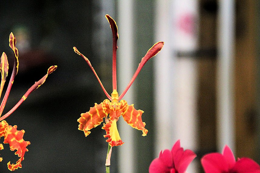 Orchideen in Nordhausen