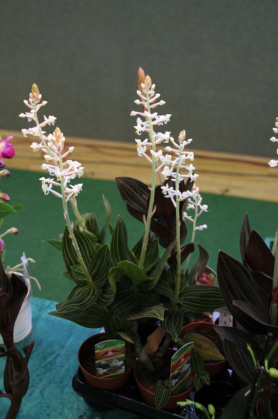 Orchideen in Nordhausen