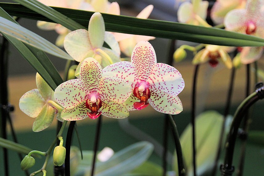 Orchideen in Nordhausen