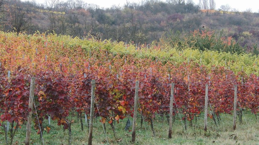 Von Nordhausen nach Halle