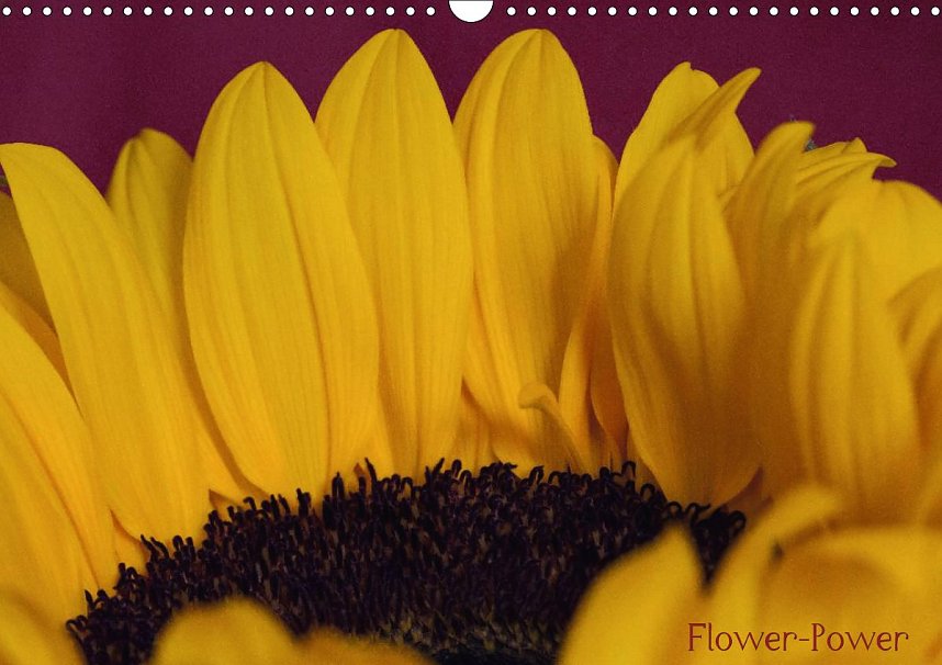 Der Harz zum Verschenken