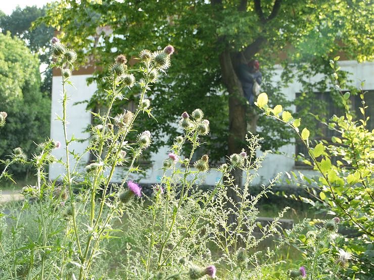 Hotel, Gastst&auml;tte oder Biotop?