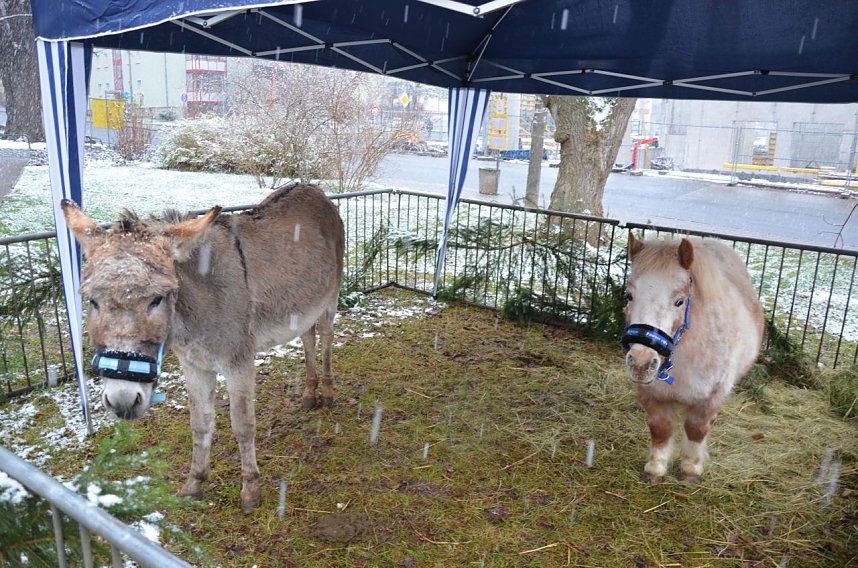 Handwerker & Adventsmarkt