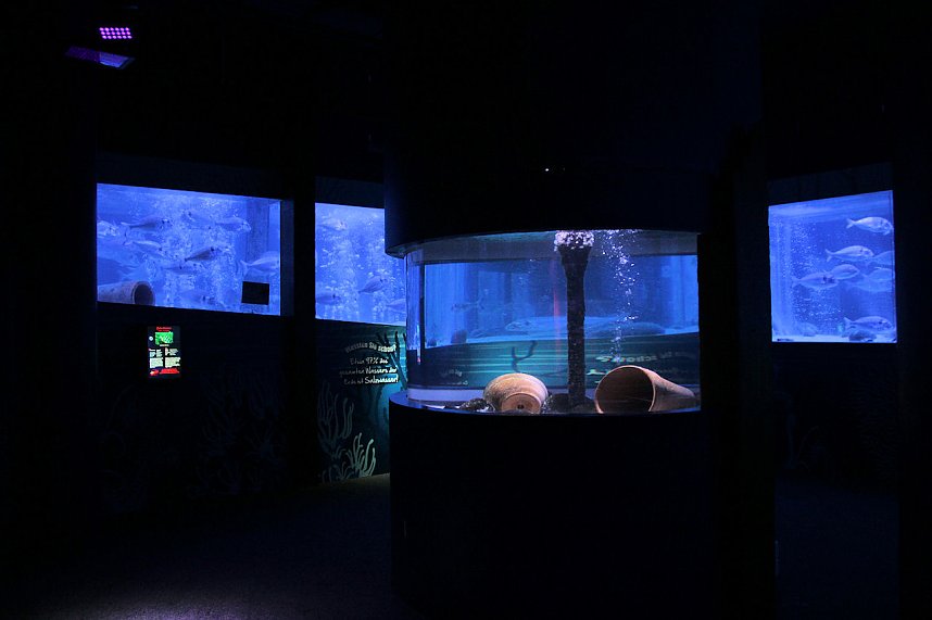 nnz-Leser in Berlin unterwegs: Aqua Dom und Sea Life