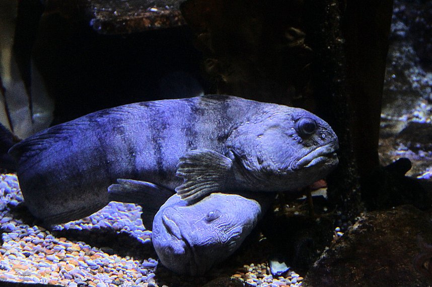 nnz-Leser in Berlin unterwegs: Aqua Dom und Sea Life