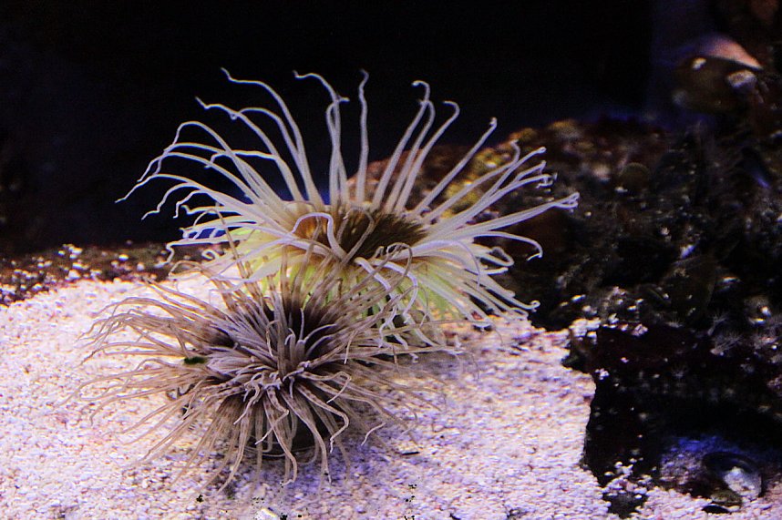 nnz-Leser in Berlin unterwegs: Aqua Dom und Sea Life