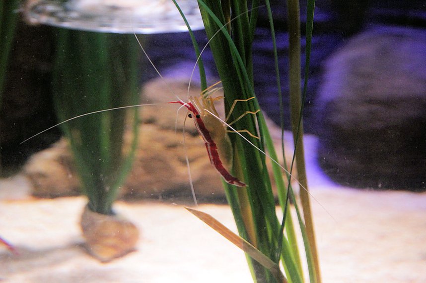 nnz-Leser in Berlin unterwegs: Aqua Dom und Sea Life