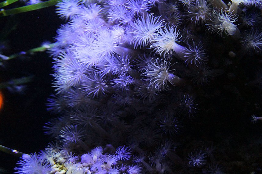 nnz-Leser in Berlin unterwegs: Aqua Dom und Sea Life