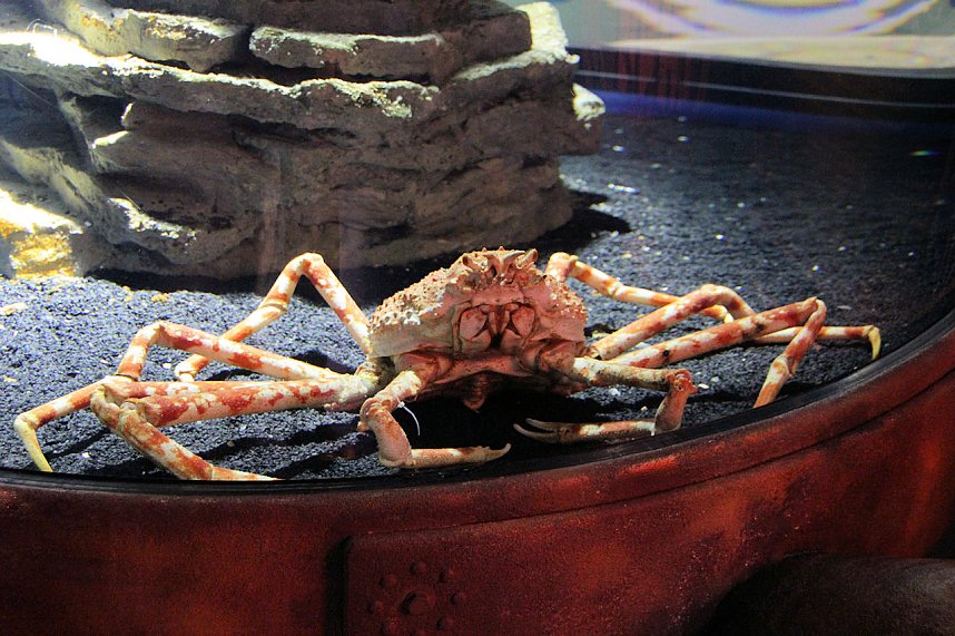 nnz-Leser in Berlin unterwegs: Aqua Dom und Sea Life