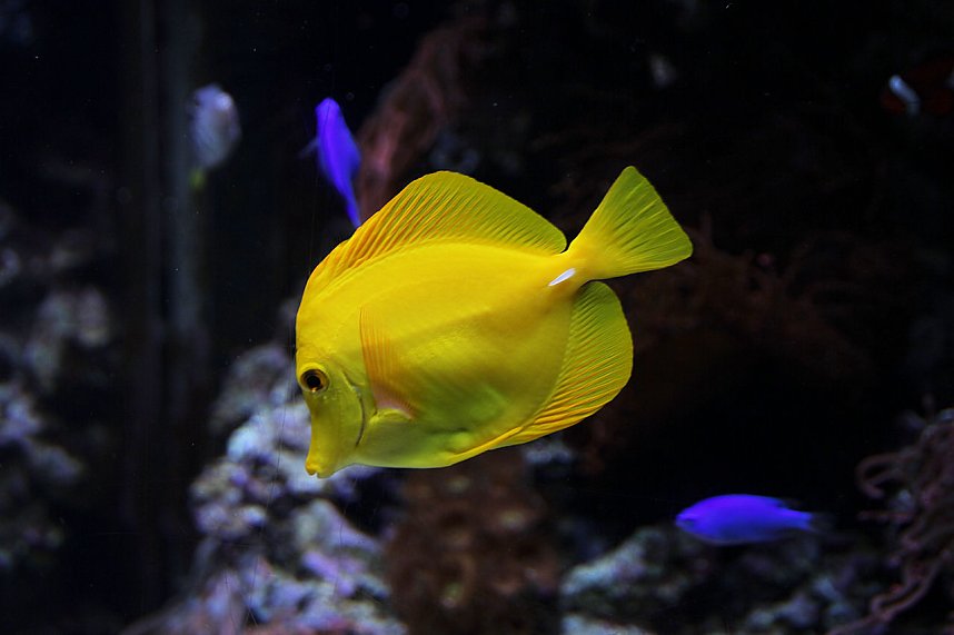 nnz-Leser in Berlin unterwegs: Aqua Dom und Sea Life