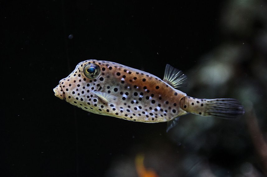 nnz-Leser in Berlin unterwegs: Aqua Dom und Sea Life