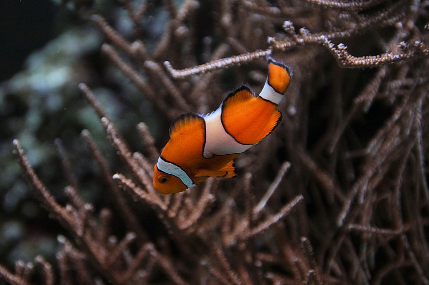 nnz-Leser in Berlin unterwegs: Aqua Dom und Sea Life
