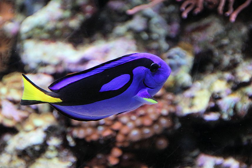 nnz-Leser in Berlin unterwegs: Aqua Dom und Sea Life