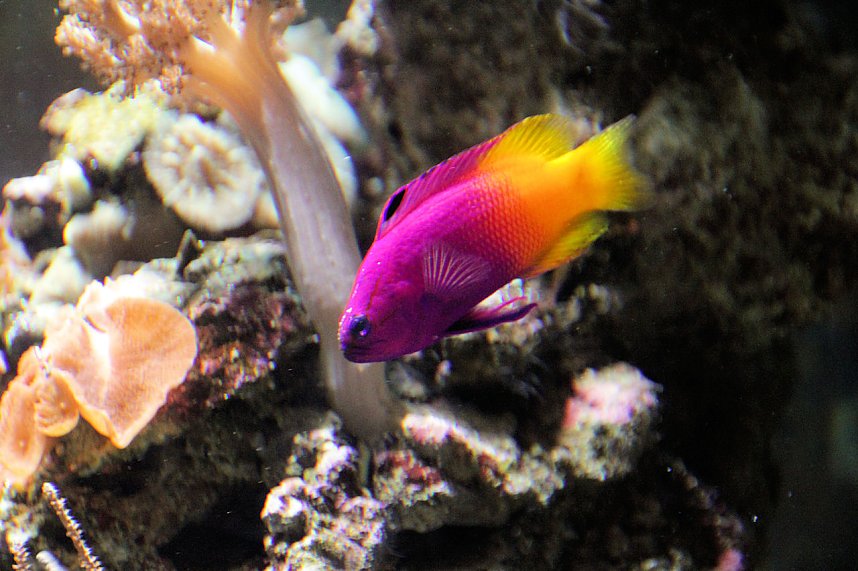 nnz-Leser in Berlin unterwegs: Aqua Dom und Sea Life