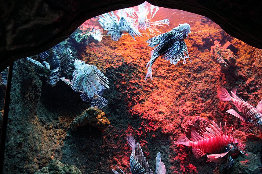 nnz-Leser in Berlin unterwegs: Aqua Dom und Sea Life