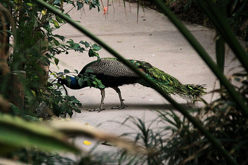 Tropischer Abstecher