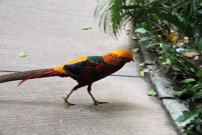 Tropischer Abstecher