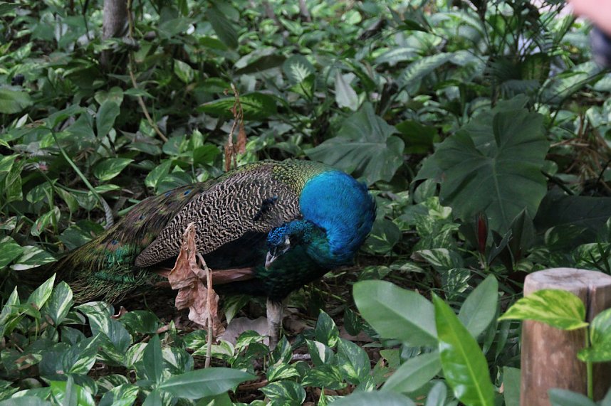 Tropischer Abstecher