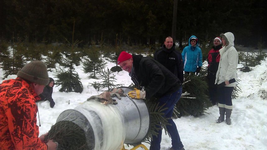 Weihnachtsb&auml;ume geschlagen