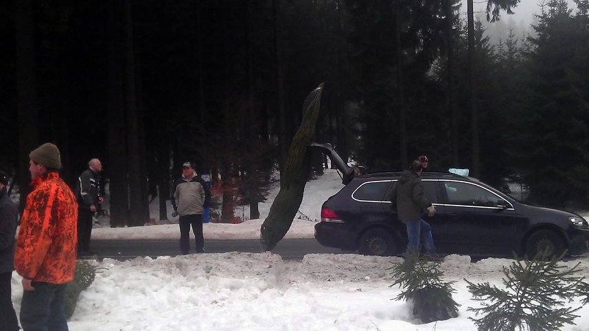 Weihnachtsb&auml;ume geschlagen