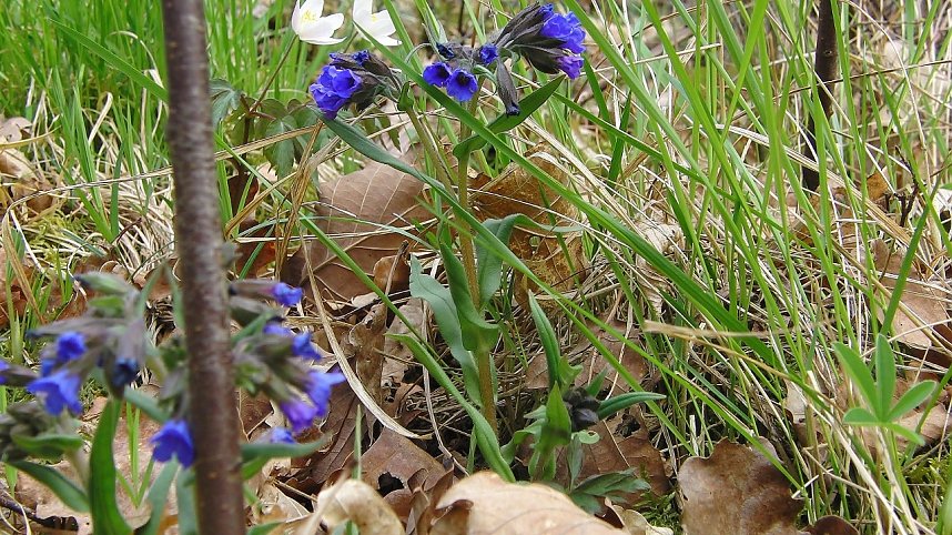 Die Pflanze von neben an: Schmalbl&auml;ttriges Lungenkrautes