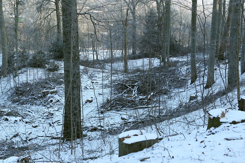 Kahlschlag im Gehege?