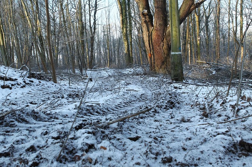 Kahlschlag im Gehege?