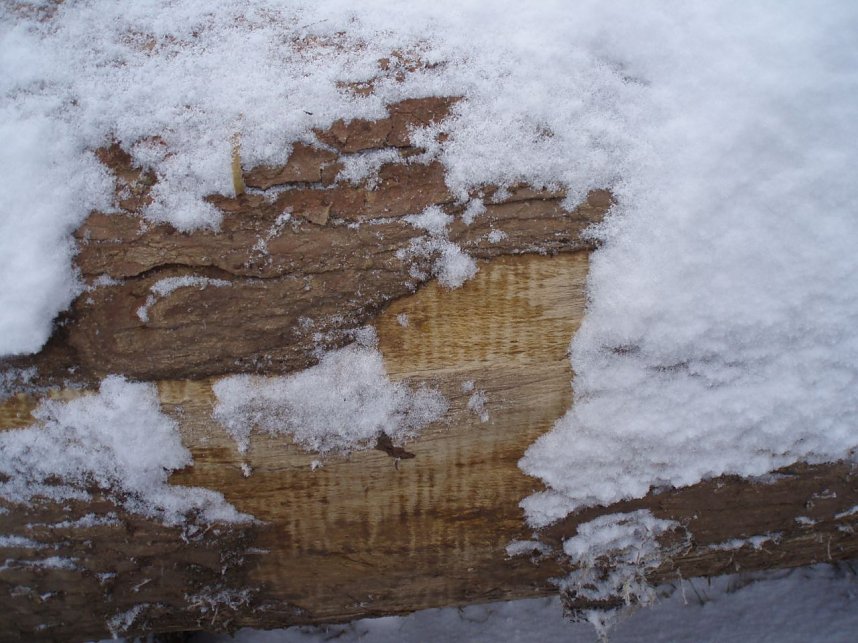 Die Riegelung ist auf der Querschnittsfl&auml;che nicht zu sehen, nur beim Anschalmen der Stammoberfl&auml;che im Holz unter der Rinde.