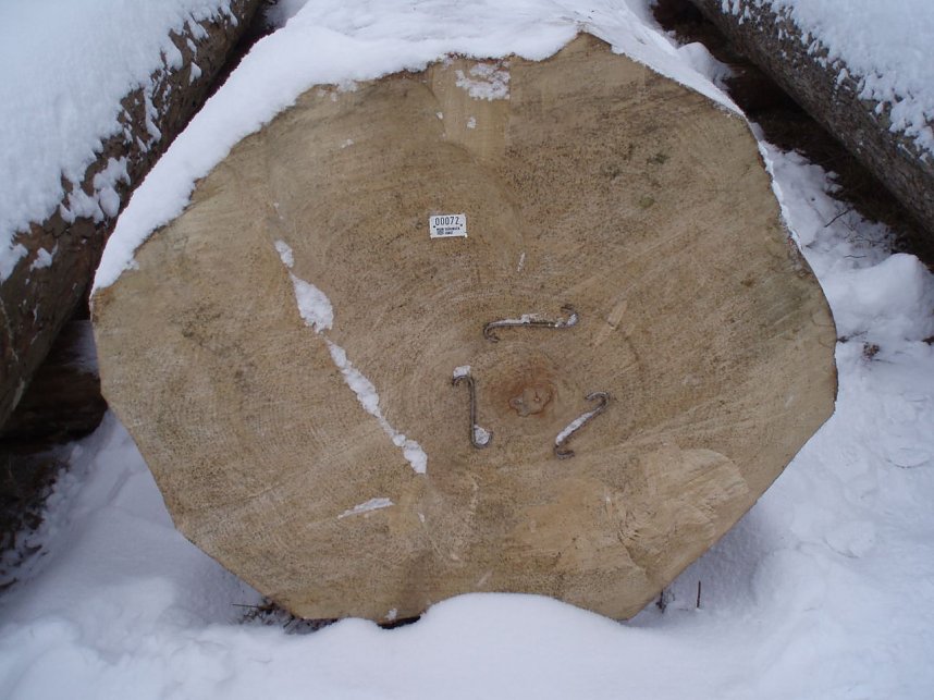 Der Weidaer Riegelahorn Der Spitzenstamm!