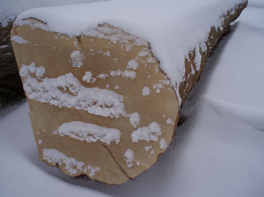  Brachte den h&ouml;chsten Erl&ouml;s aus dem S&uuml;dharz, ein Bergahorn aus dem Giebichenhagen, ein Bergr&uuml;cken zwischen R&uuml;digsdorf und Buchholz.
