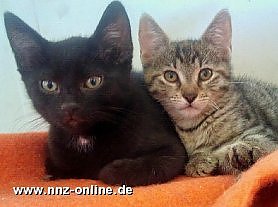 Suchen neues Zuhause