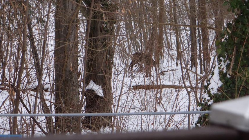 Natur pur vor eigenen Haus
