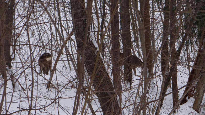 Natur pur vor eigenen Haus