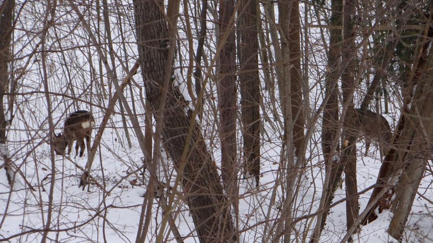 Natur pur vor eigenen Haus