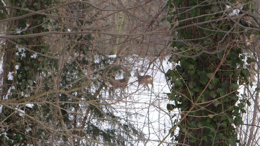 Natur pur vor eigenen Haus