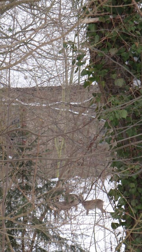 Natur pur vor eigenen Haus