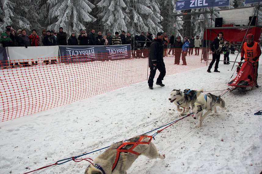 Schlittenhunderennen in Benneckenstein