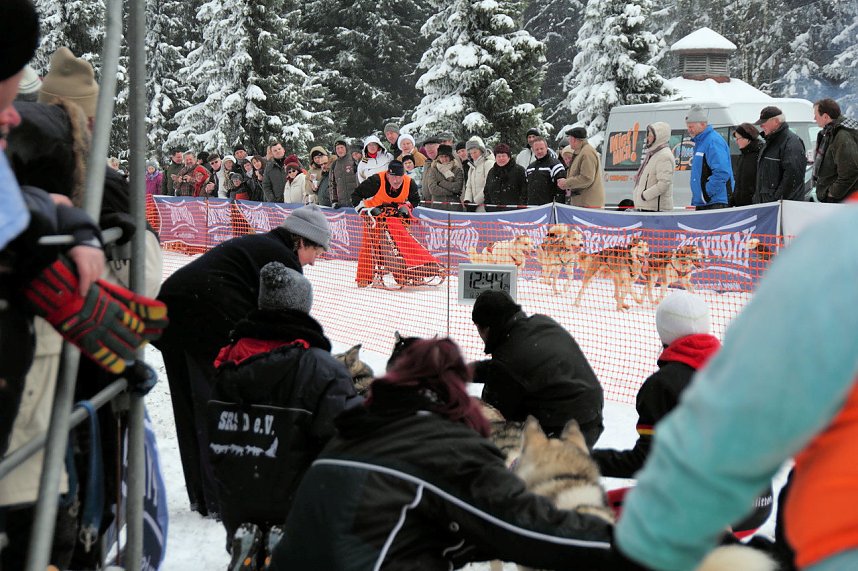 Schlittenhunderennen in Benneckenstein