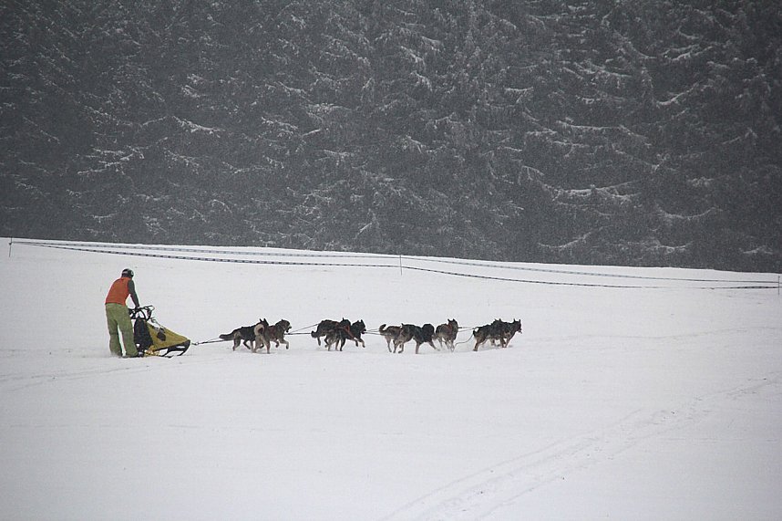 Schlittenhunderennen in Benneckenstein