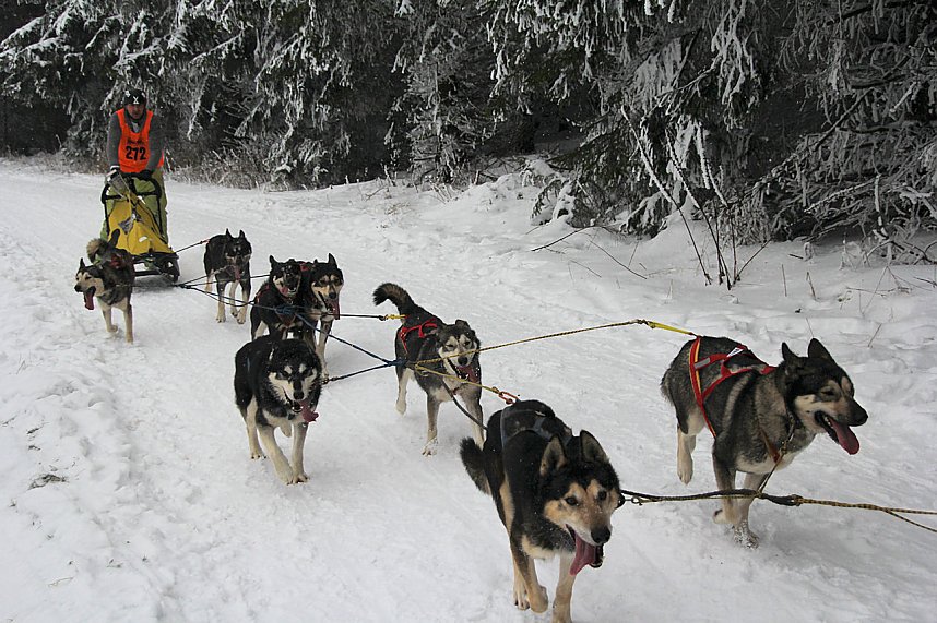 Schlittenhunderennen in Benneckenstein