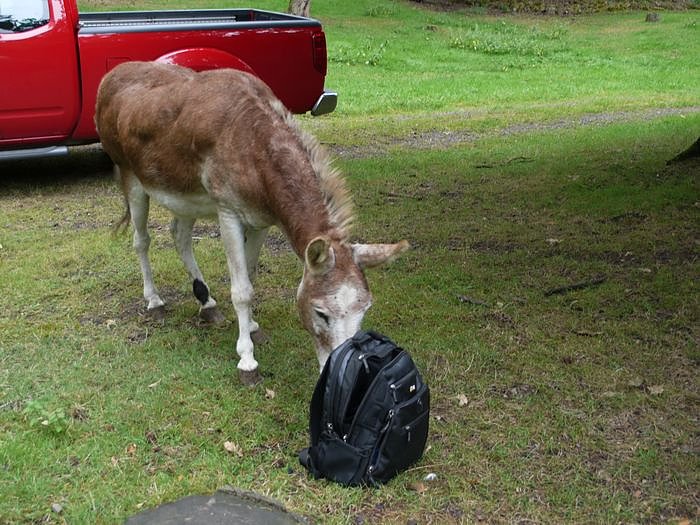 Ein Esel interessiert sich f&uuml;r die Fototasche