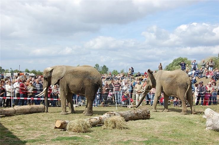 Kampf der Giganten auf dem Scheunenhof