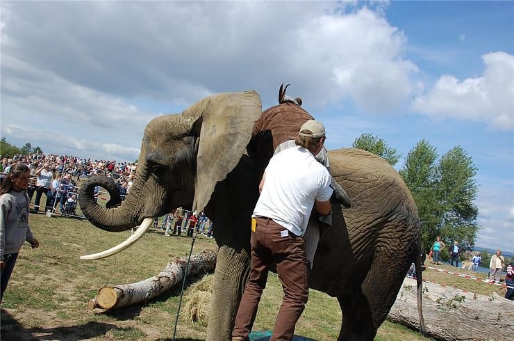 Kampf der Giganten auf dem Scheunenhof